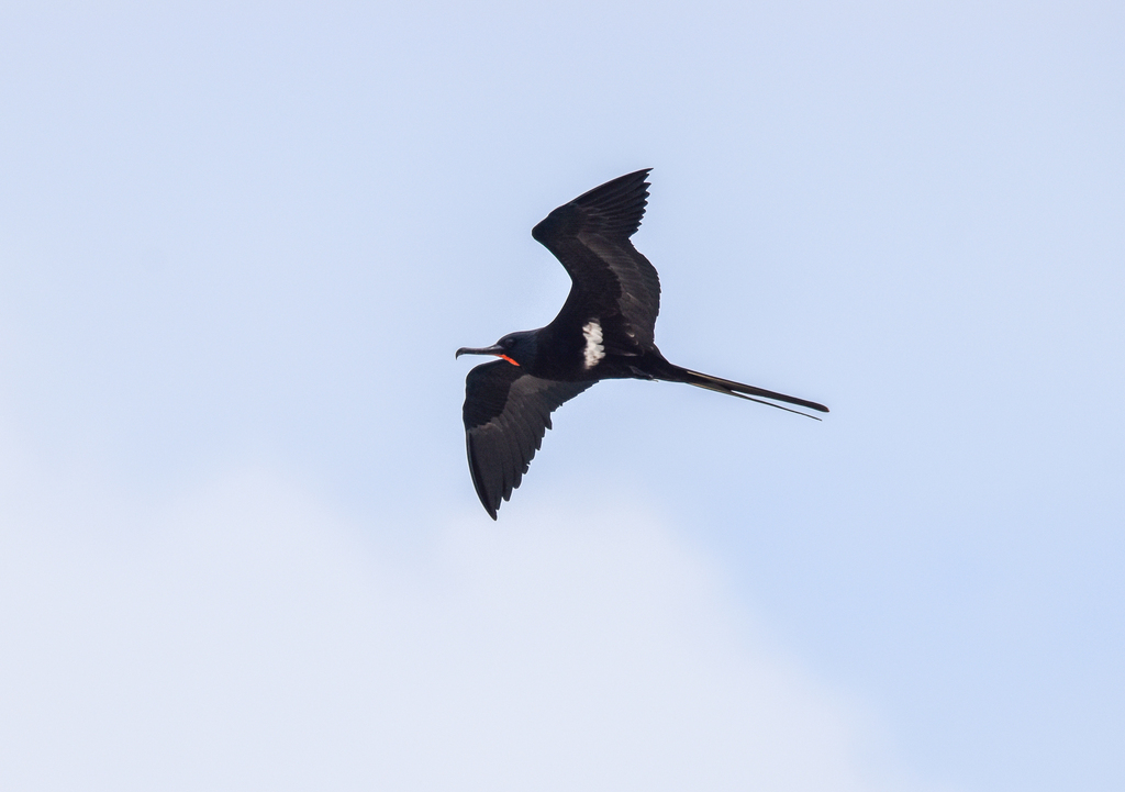 Lesser Frigatebird
