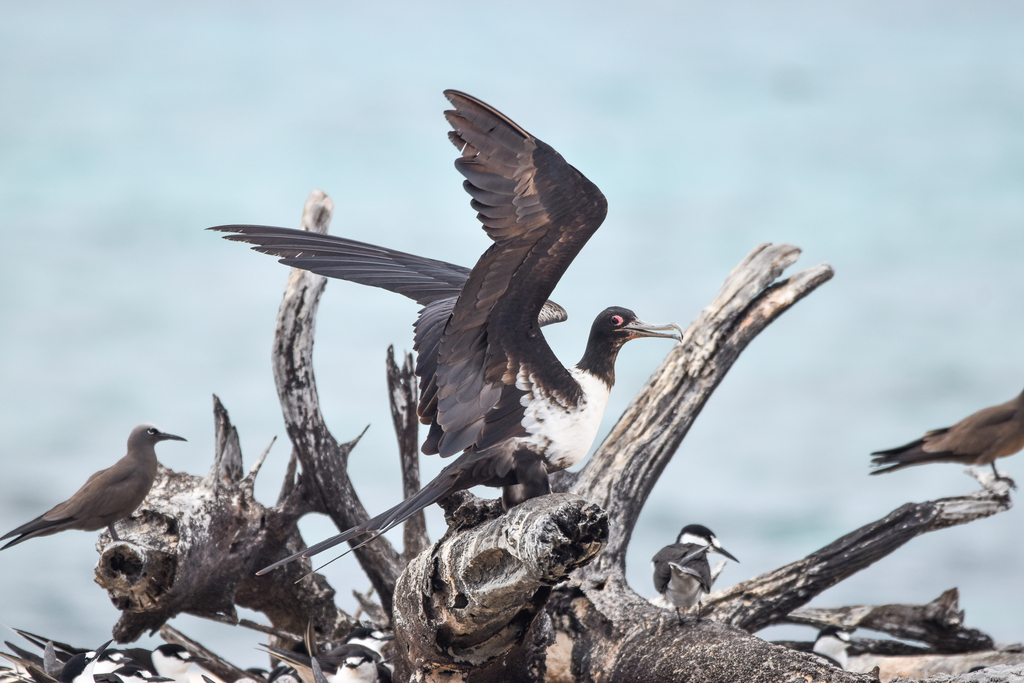 Lesser Frigatebird