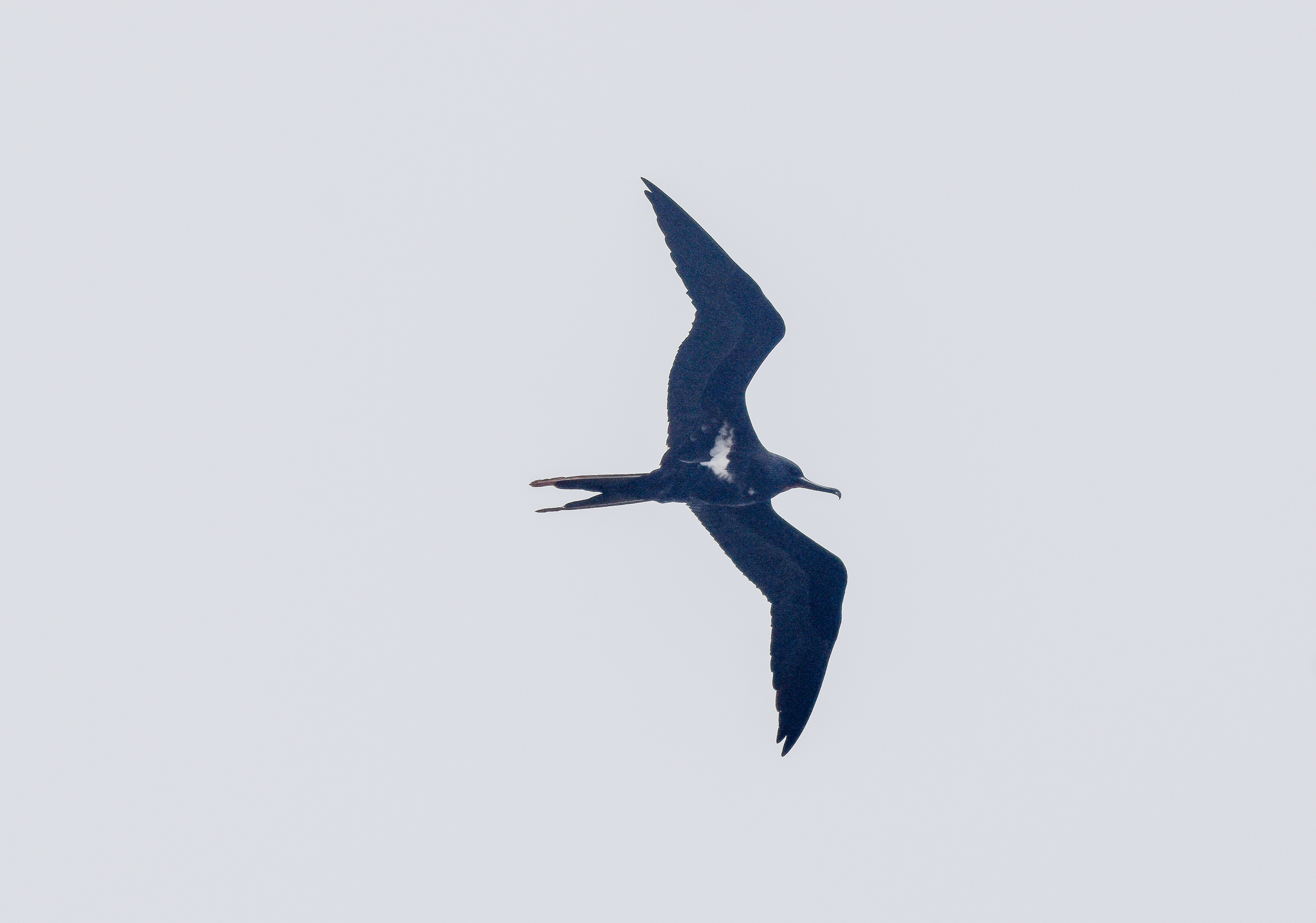 Lesser Frigatebird