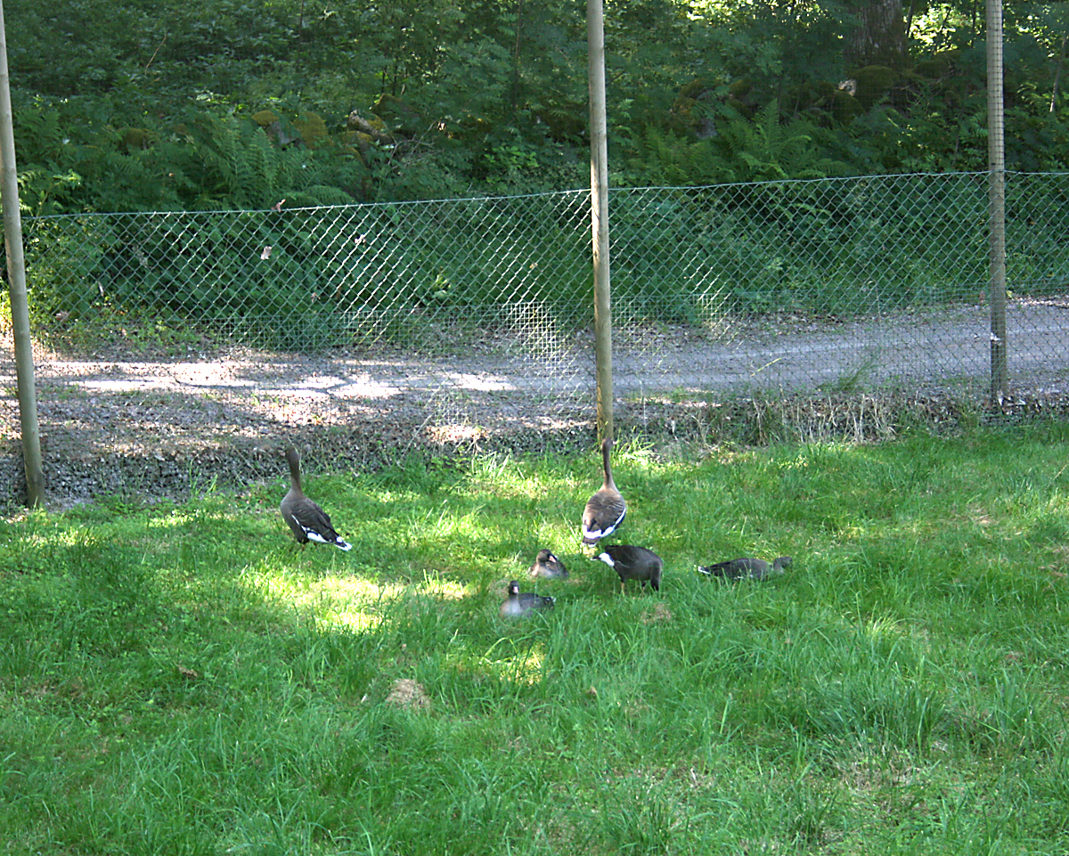 Lesser fronted geese (Anser erythrophus)