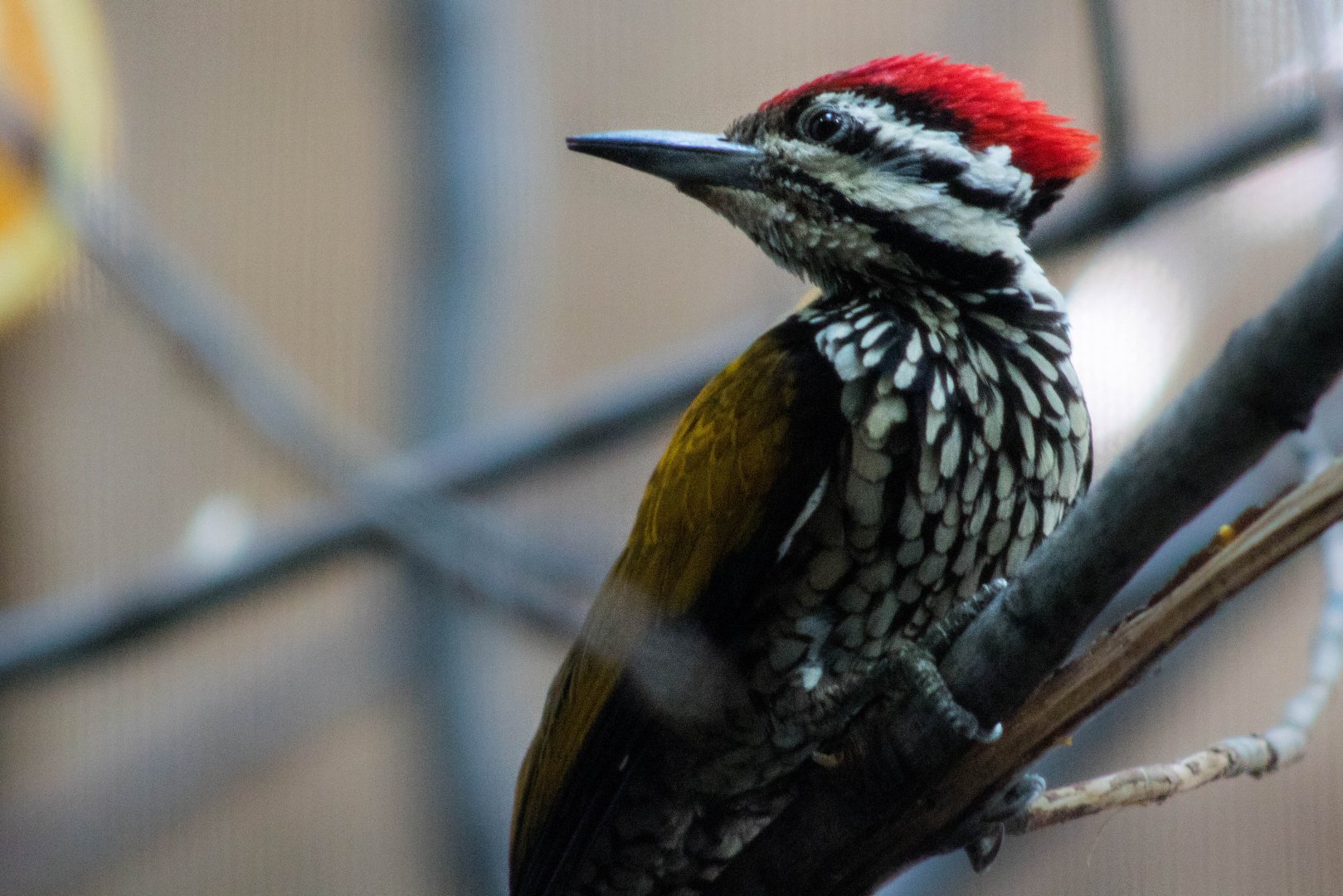 Lesser golden-backed woodpecker
