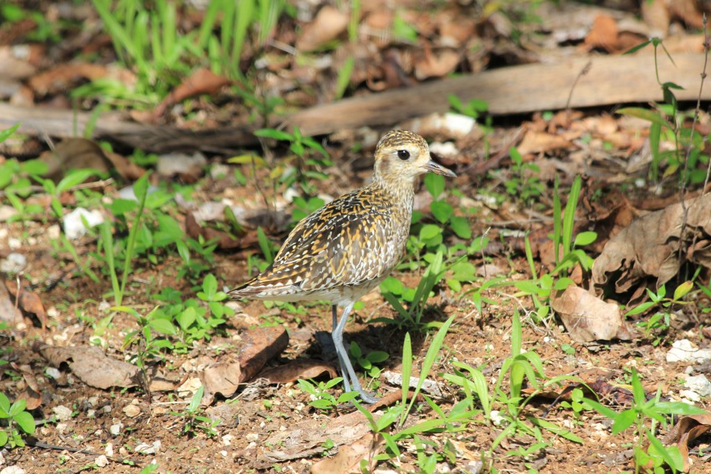 Lesser Golden Plover