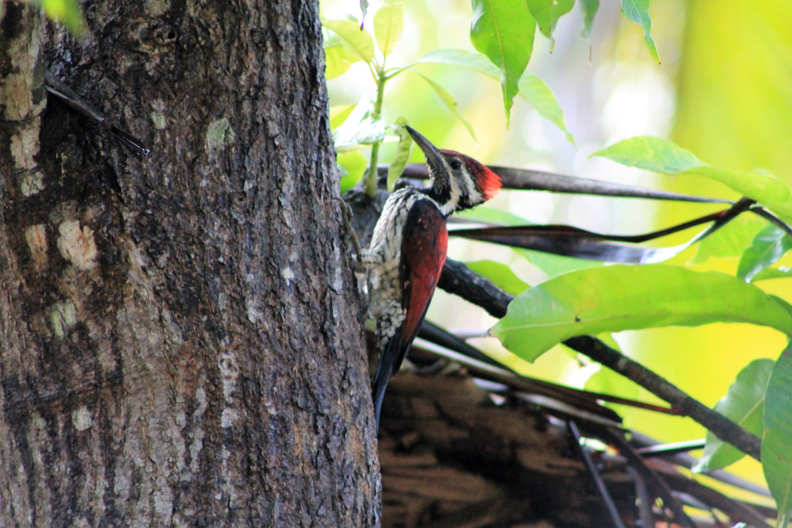 Lesser Goldenback Woodpecker (Dinopium benghalense psarodes)