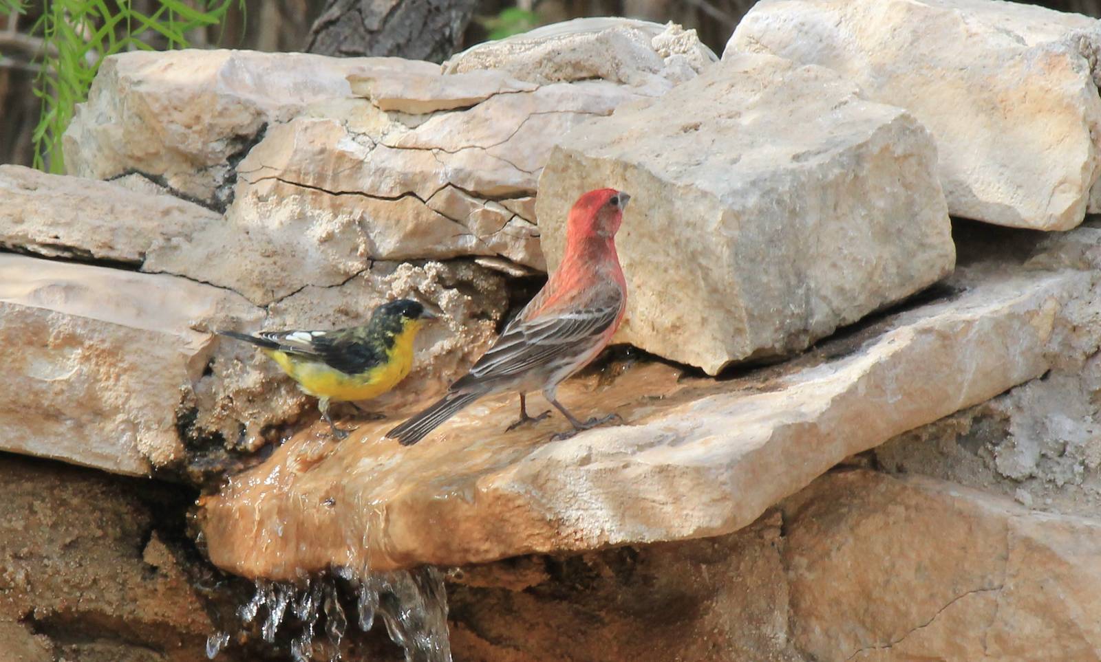 Lesser Goldfinch and House Finch
