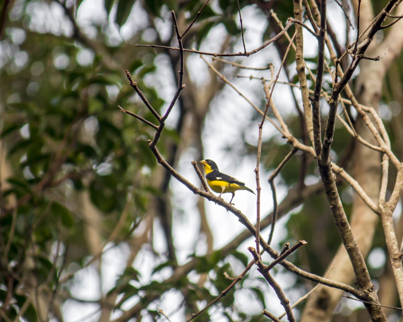 Lesser goldfinch, Spinus psaltria
