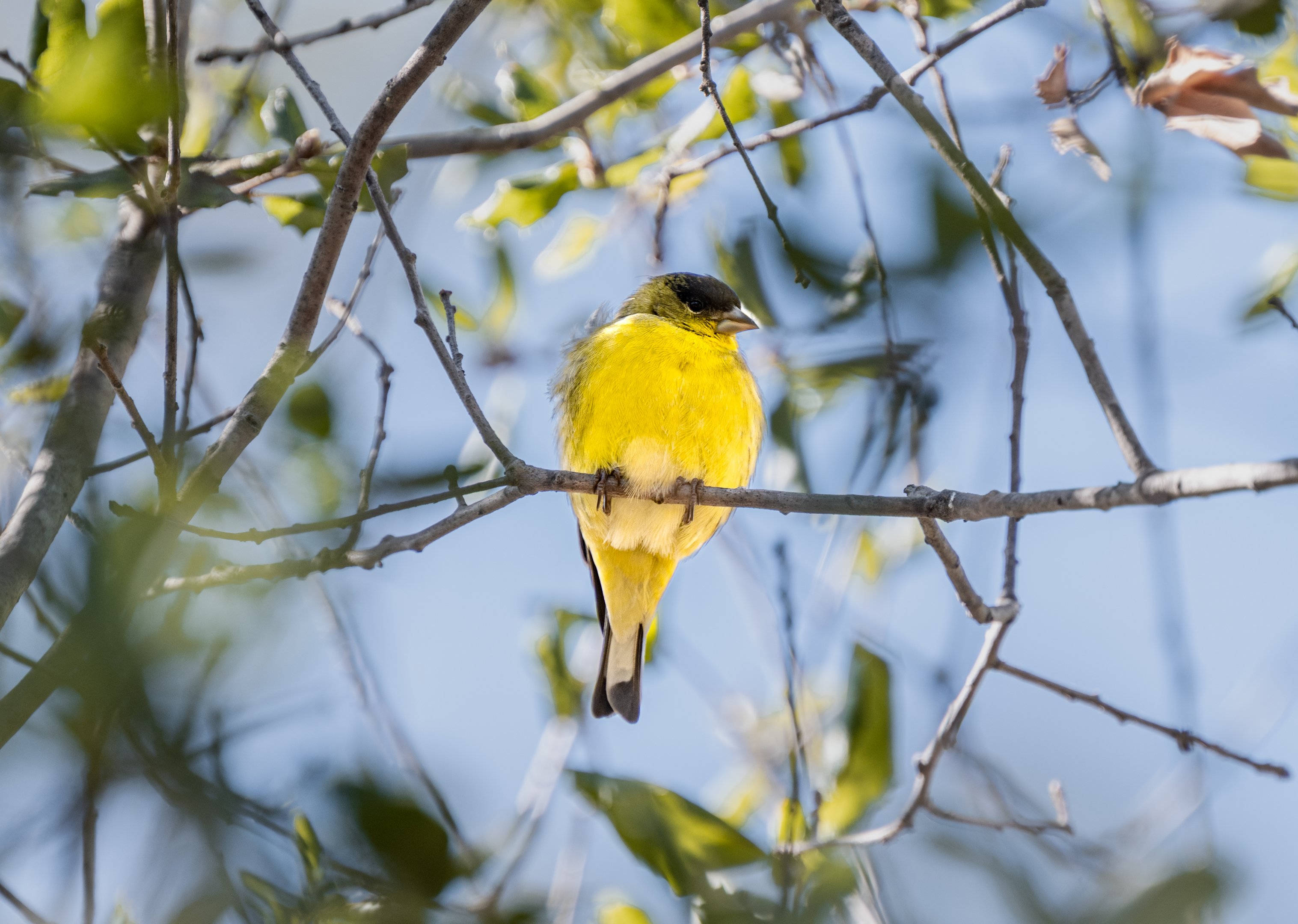 Lesser Goldfinch(wild)