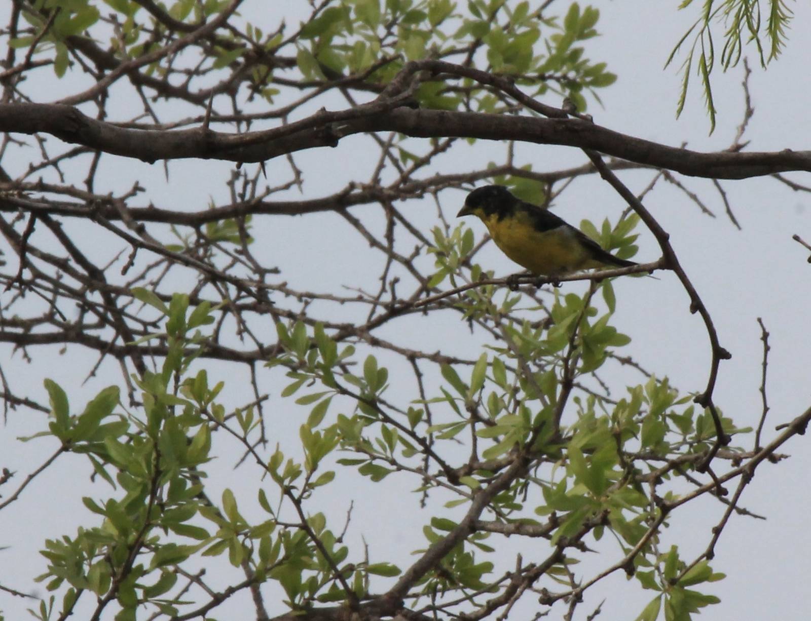 Lesser Goldfinch