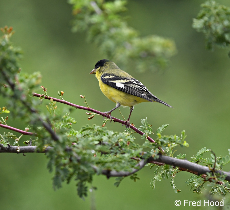 lesser goldfinch