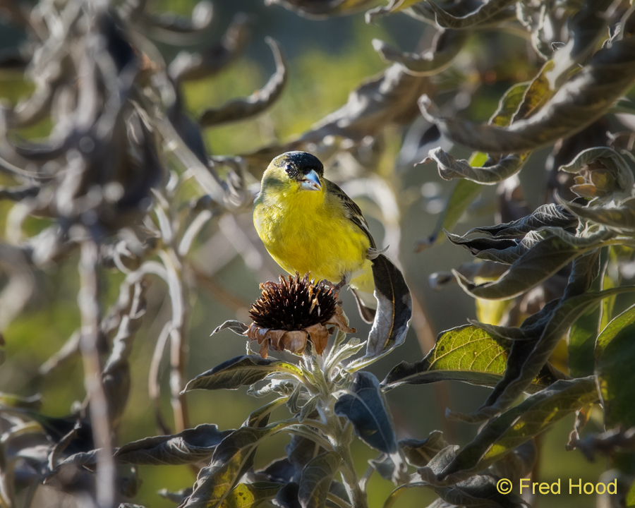 lesser goldfinch