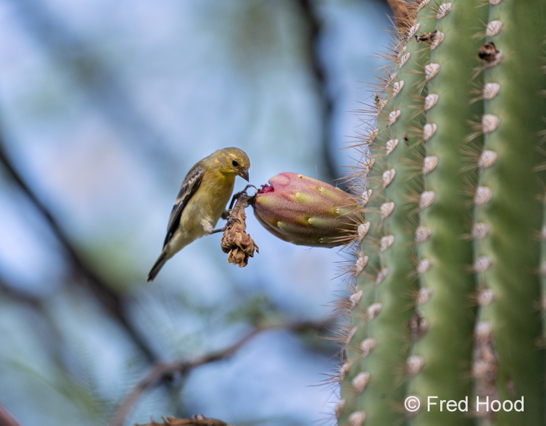 lesser golfinch (female)