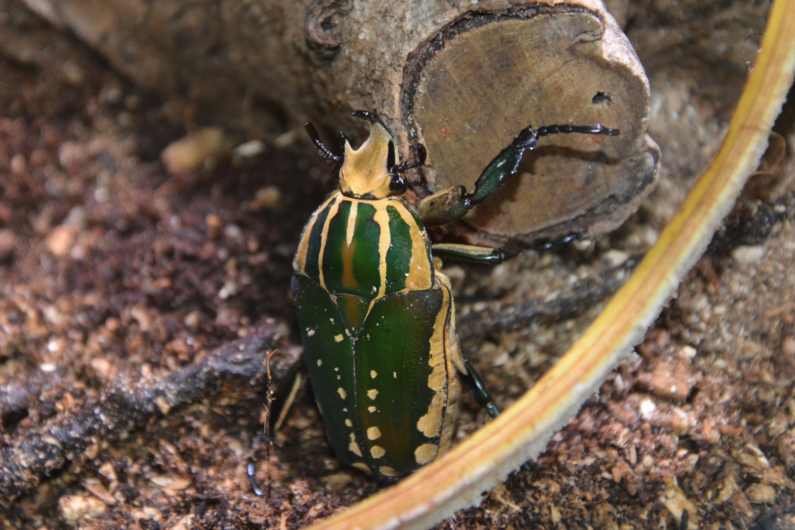 Lesser goliath beetle (Mecynorhina polyphemus confluens)
