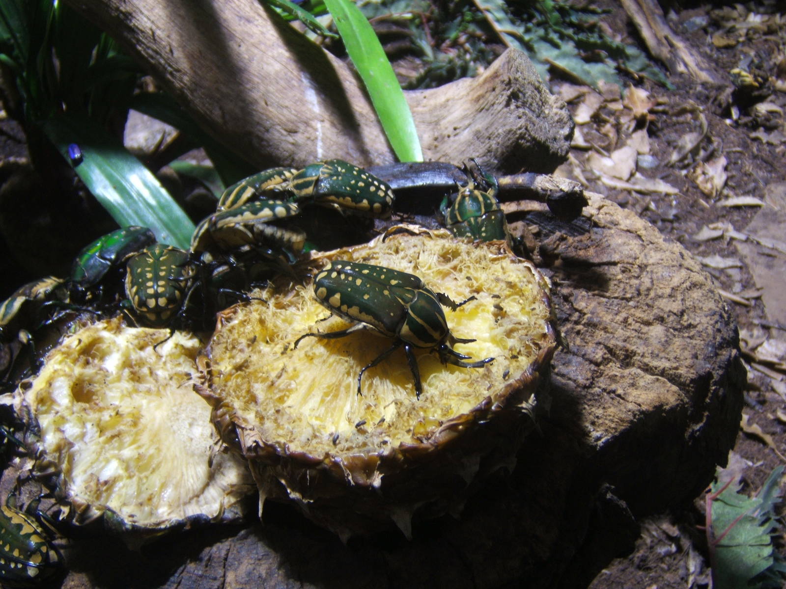Lesser Goliath Beetle