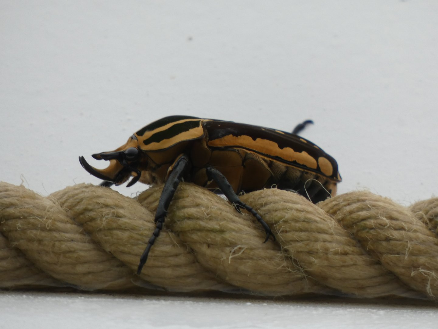 Lesser Goliath Beetle