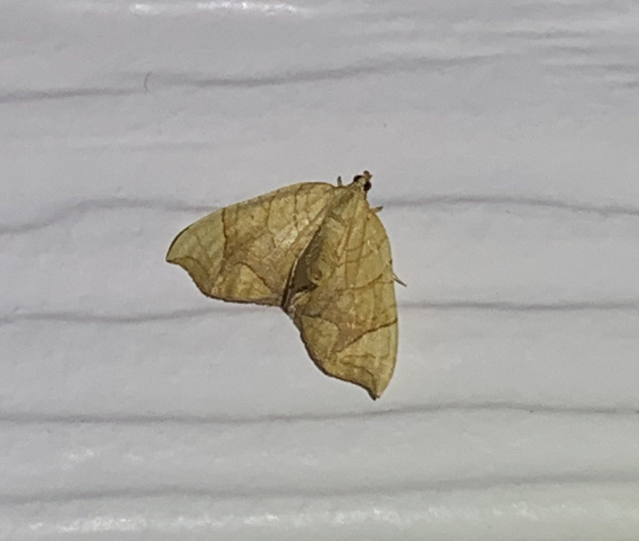 Lesser Grapevine Looper Moth (Eulithis diversilineata)