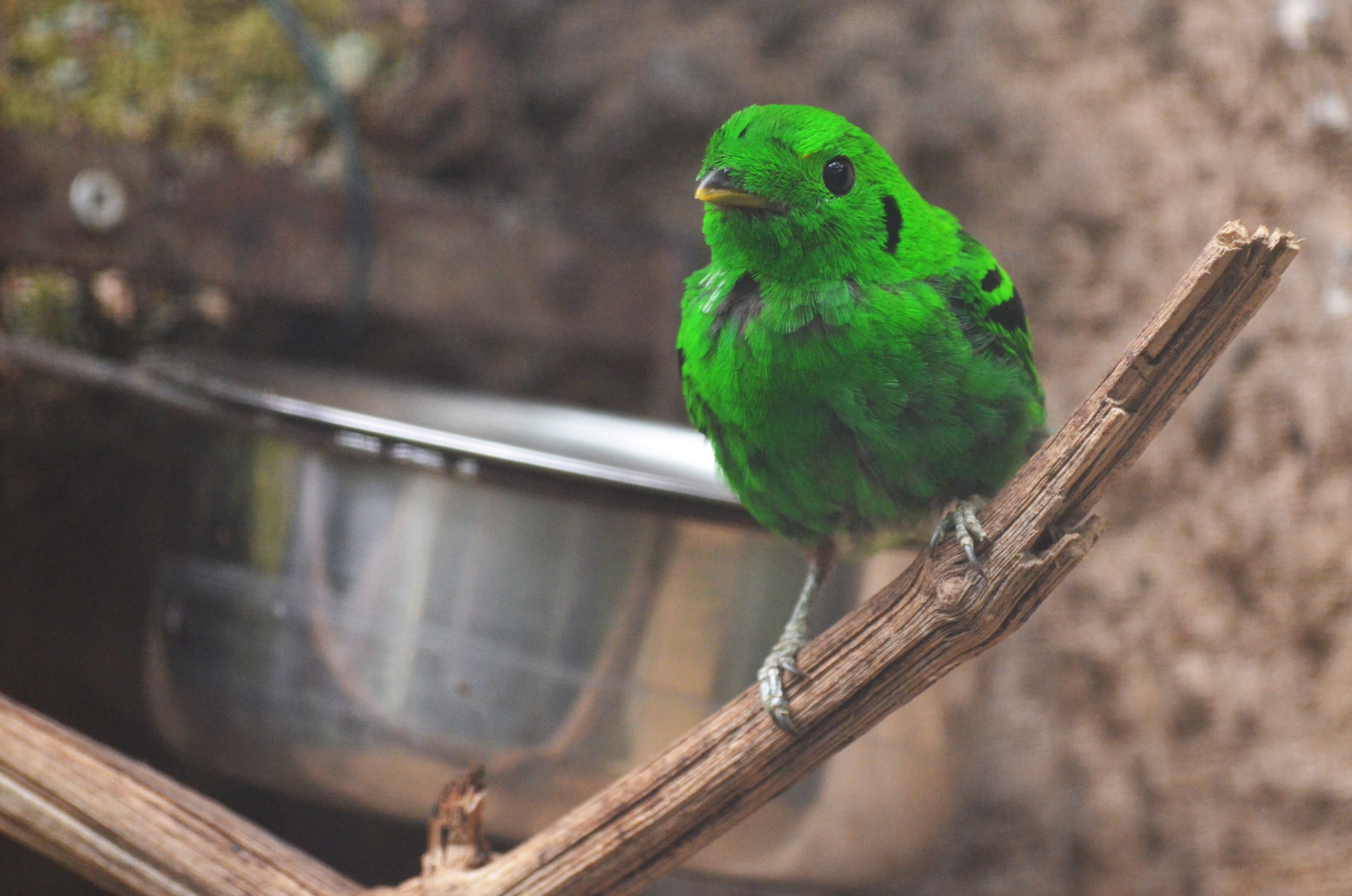 Lesser Green Broadbill at Beauval, 12/06/18