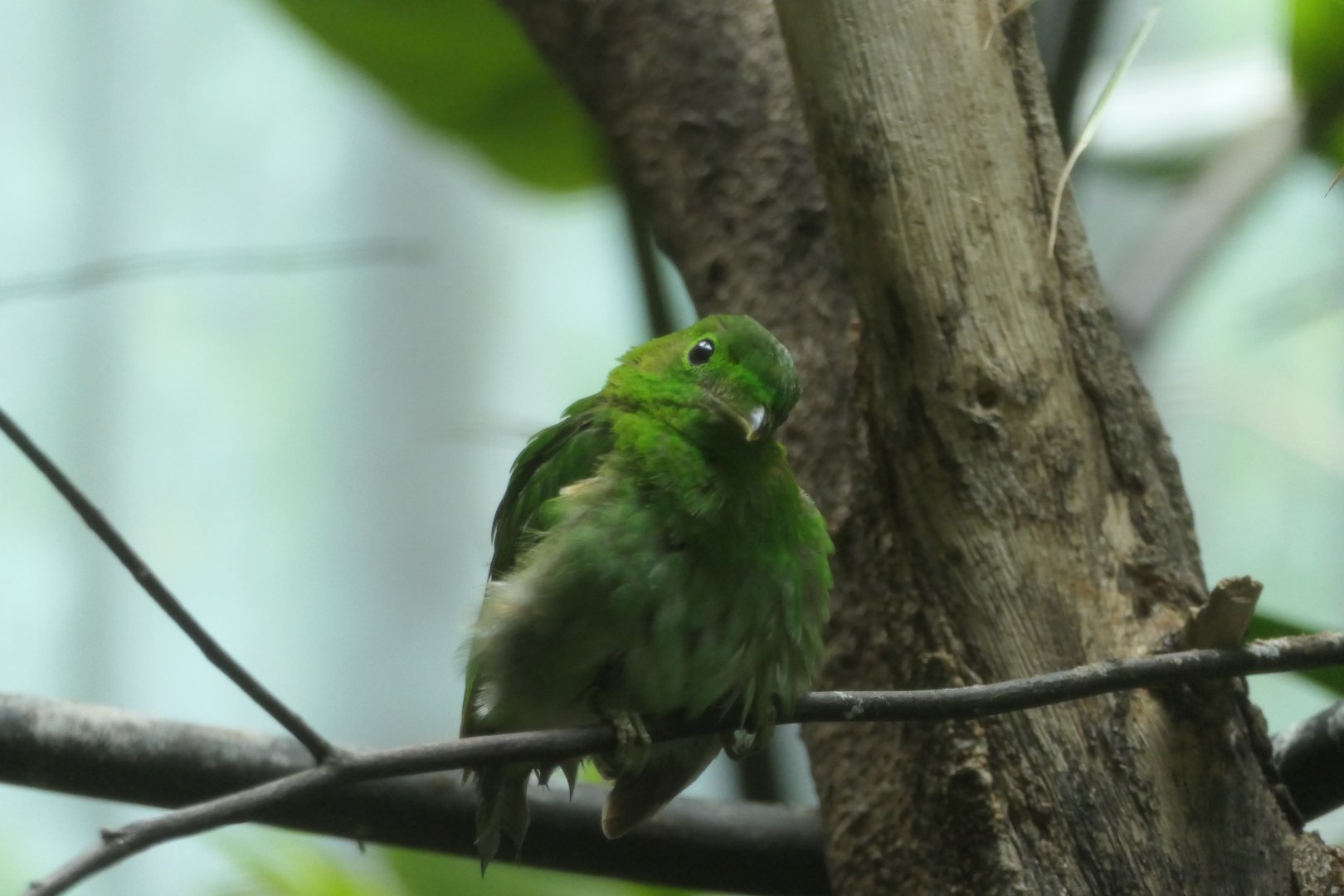 Lesser Green Broadbill - Calyptomena viridis - The Birdhouse