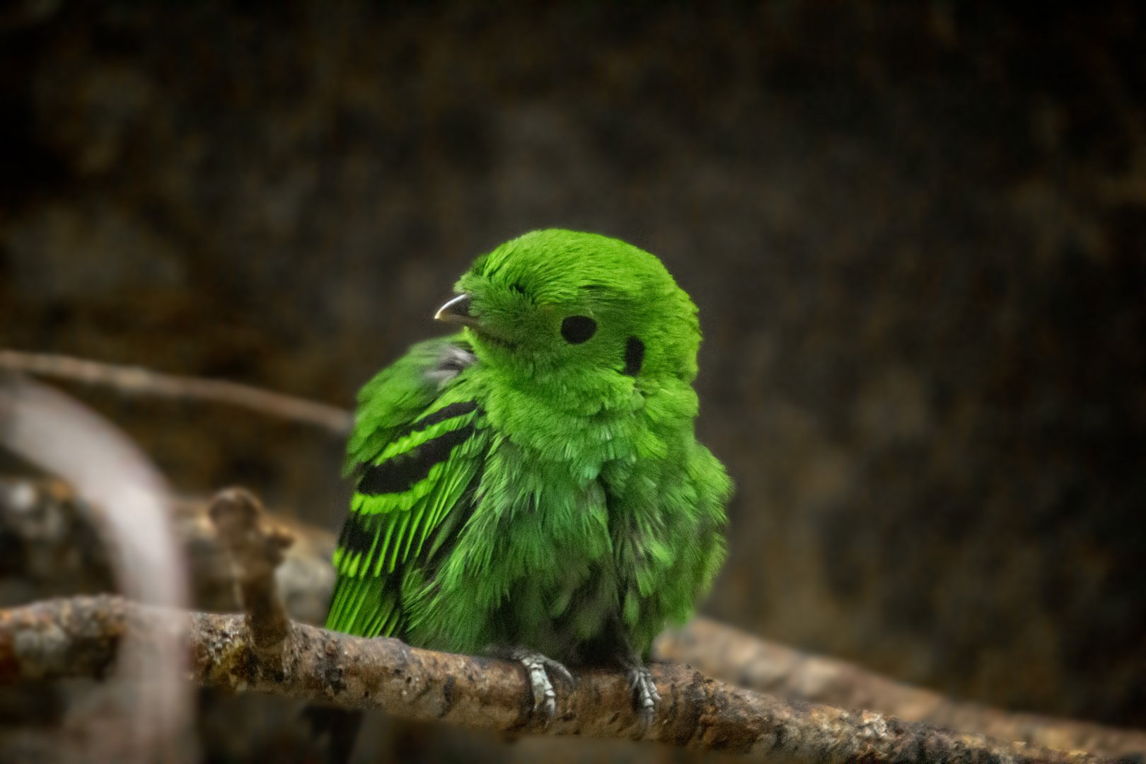 Lesser green broadbill, Calyptomena viridis