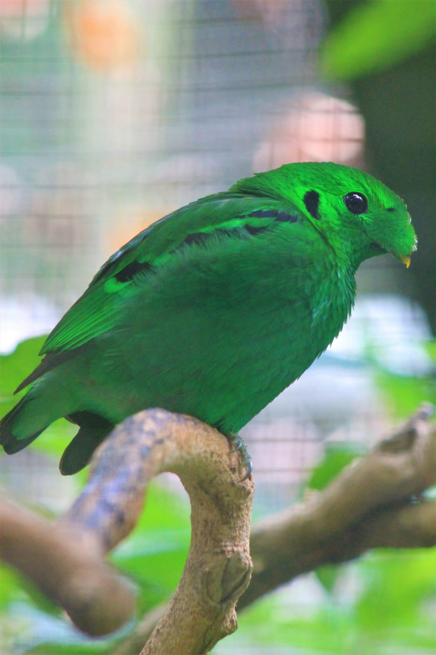 Lesser Green Broadbill (Calyptomena viridis)