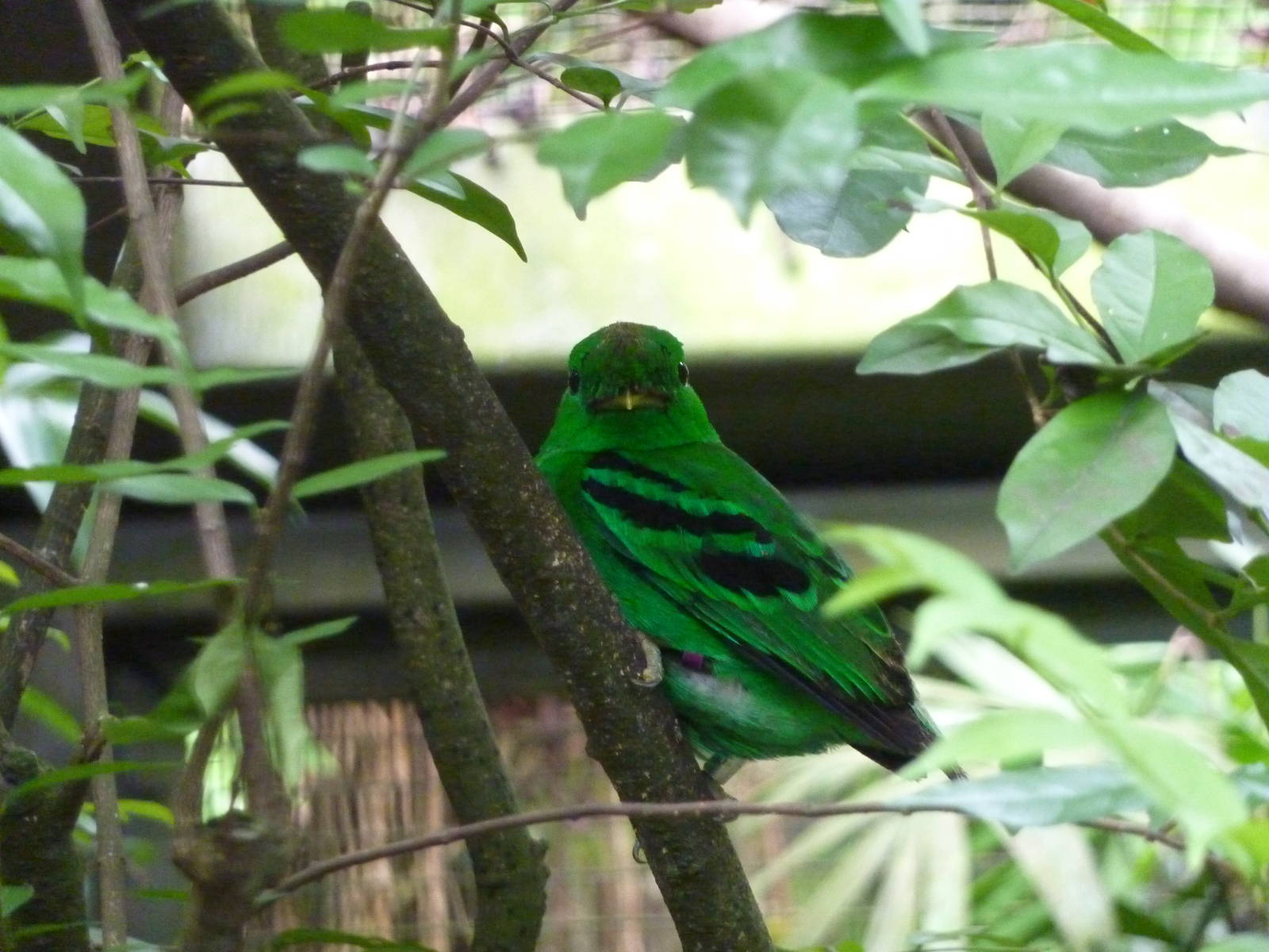 Lesser green broadbill