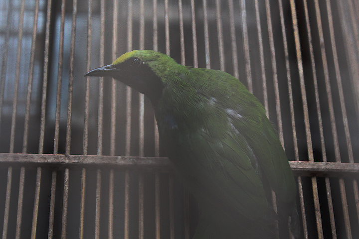Lesser green leafbird (Chloropsis cyanopogon cyanopogon)