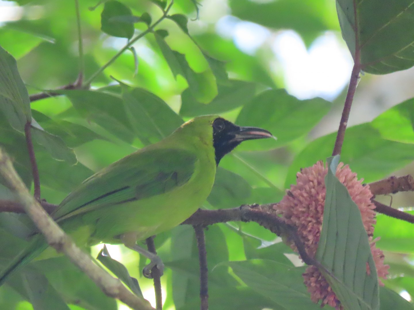 Lesser green(?) leafbird (Chloropsis cyanopogon?)