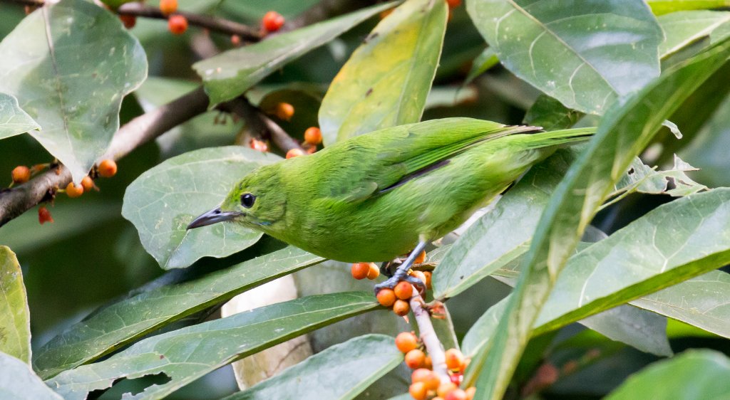 Lesser Green Leafbird female