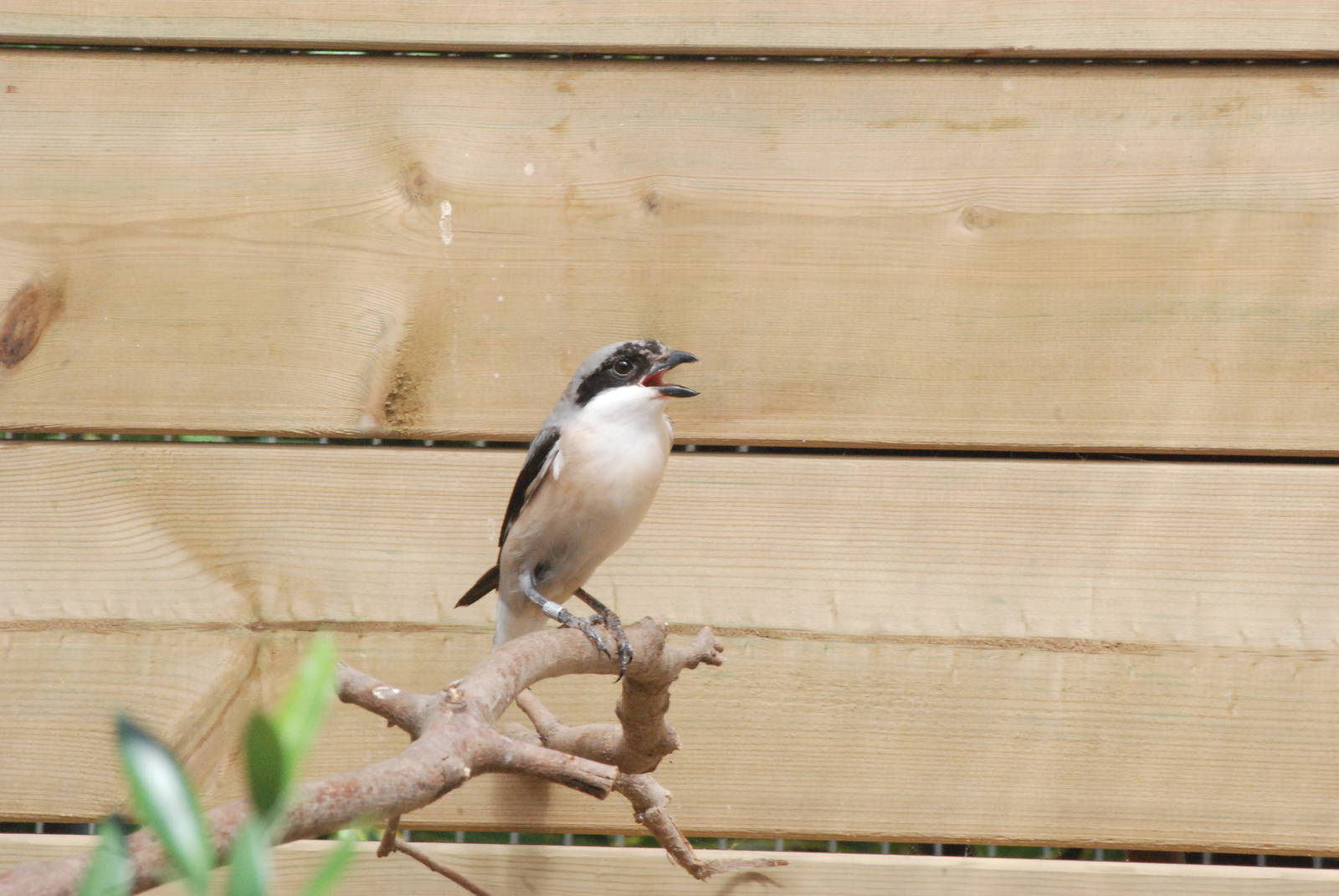 Lesser Grey Shrike at Barcelona, 30/05/11