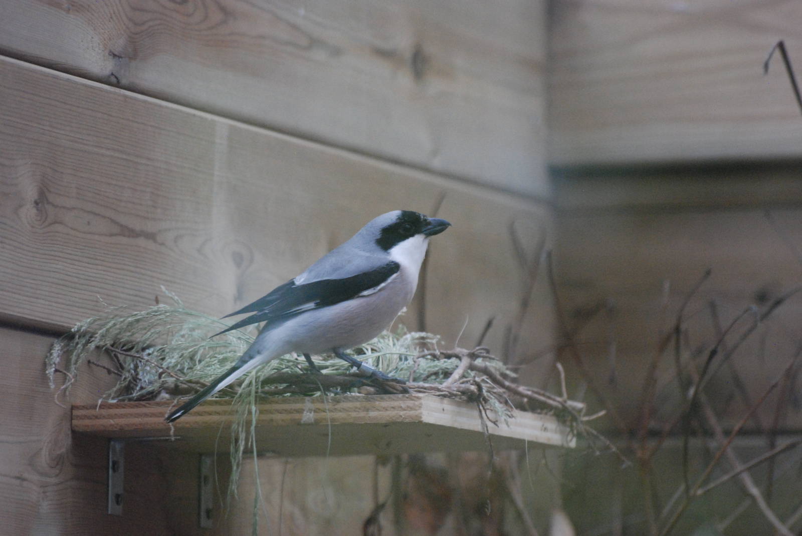 Lesser Grey Shrike at Barcelona, 30/05/11