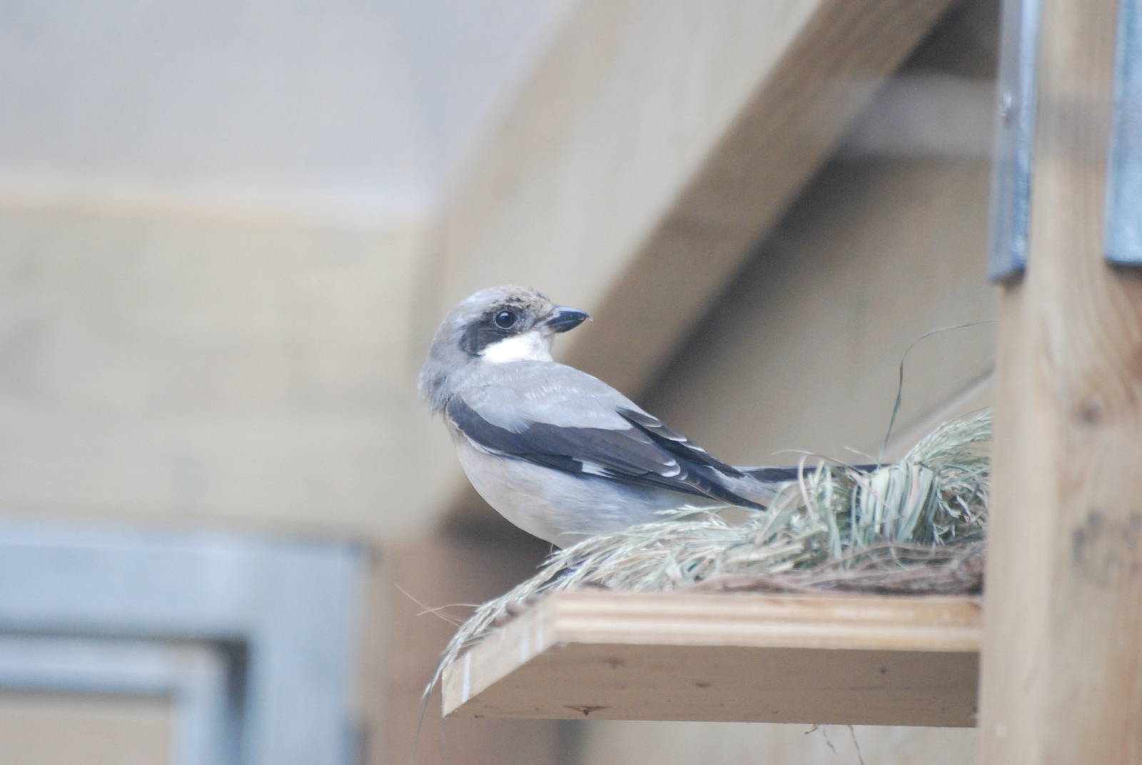 Lesser Grey Shrike at Barcelona, 30/05/11