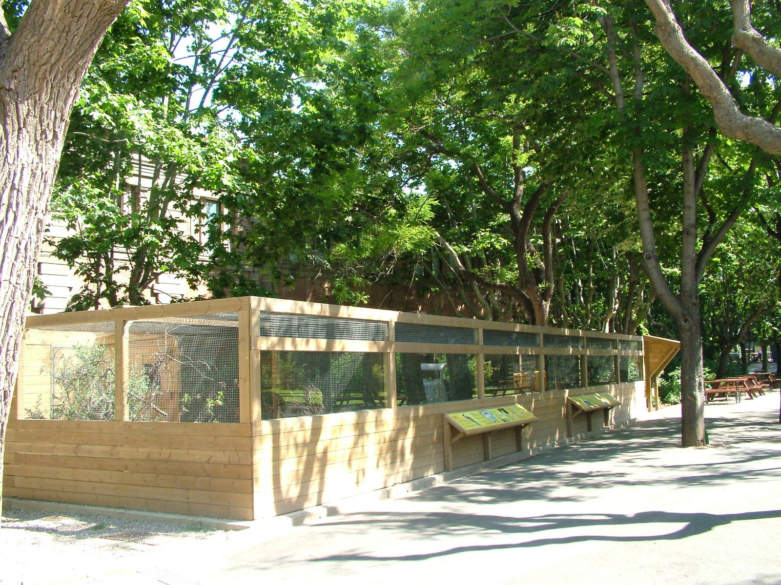 Lesser Grey Shrike Aviaries at Barcelona, 30/05/11