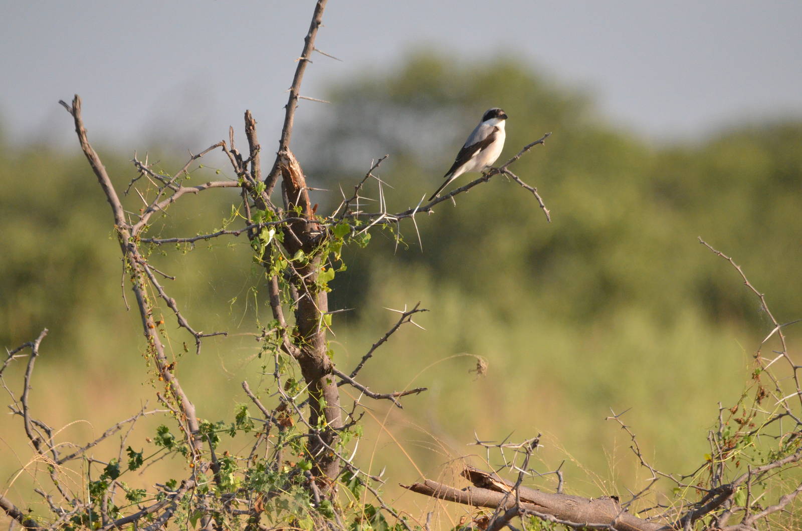 Lesser Grey Shrike, Moremi Game Reserve, Botswana, 27/04/16