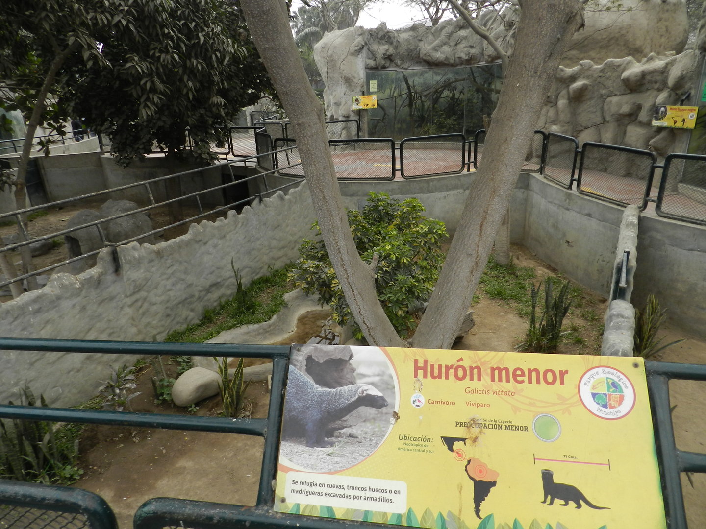 Lesser grison exhibit - Parque Zoológico Huachipa