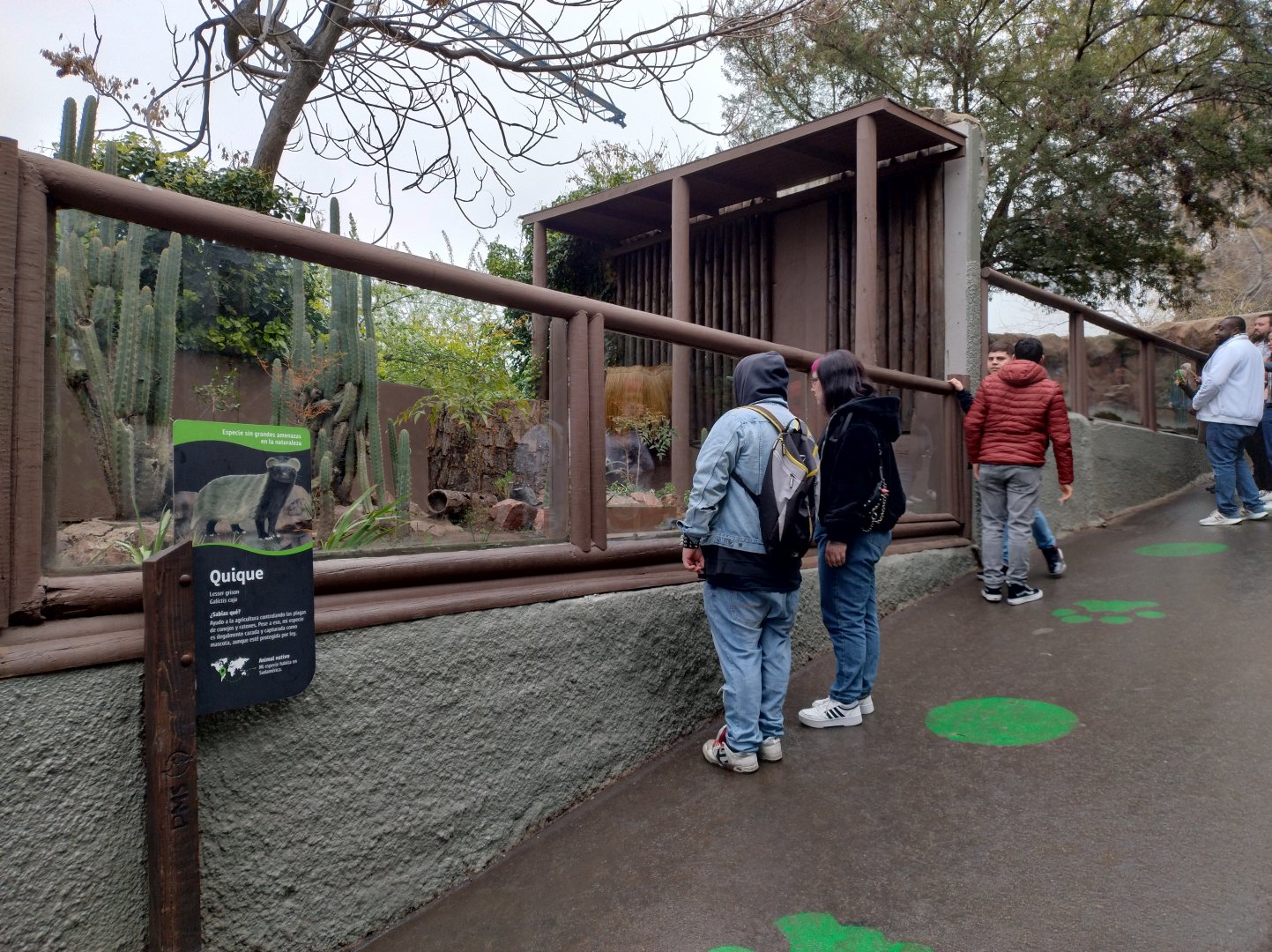 Lesser grison exhibit - Santiago Zoo (Zoologico nacional)