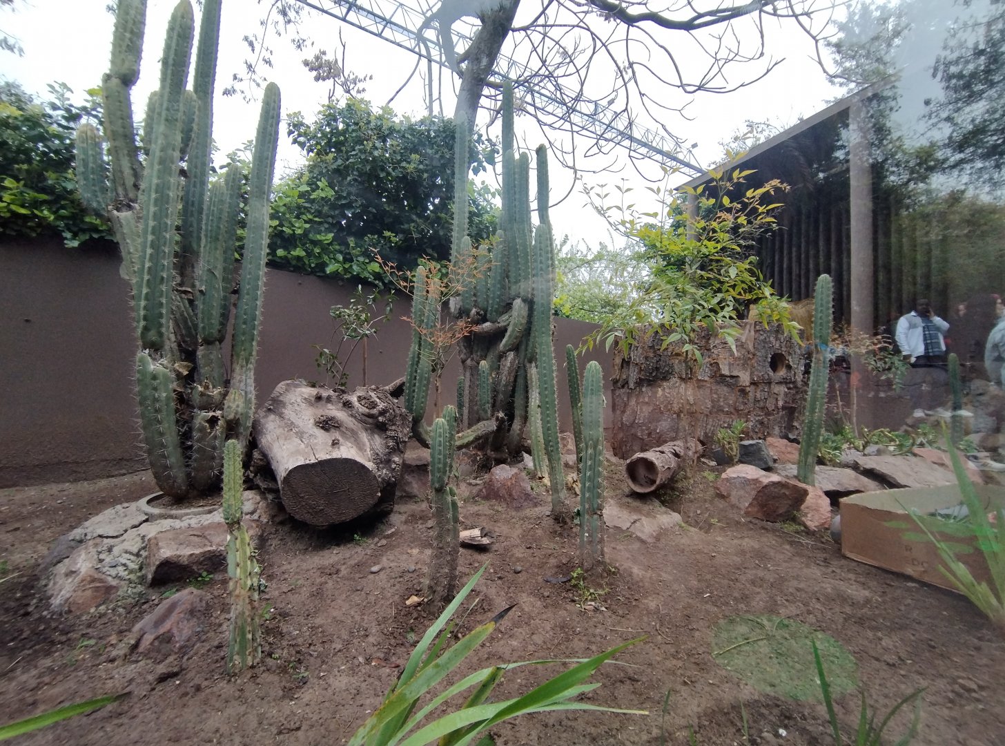 Lesser grison exhibit - Santiago Zoo (Zoologico nacional)