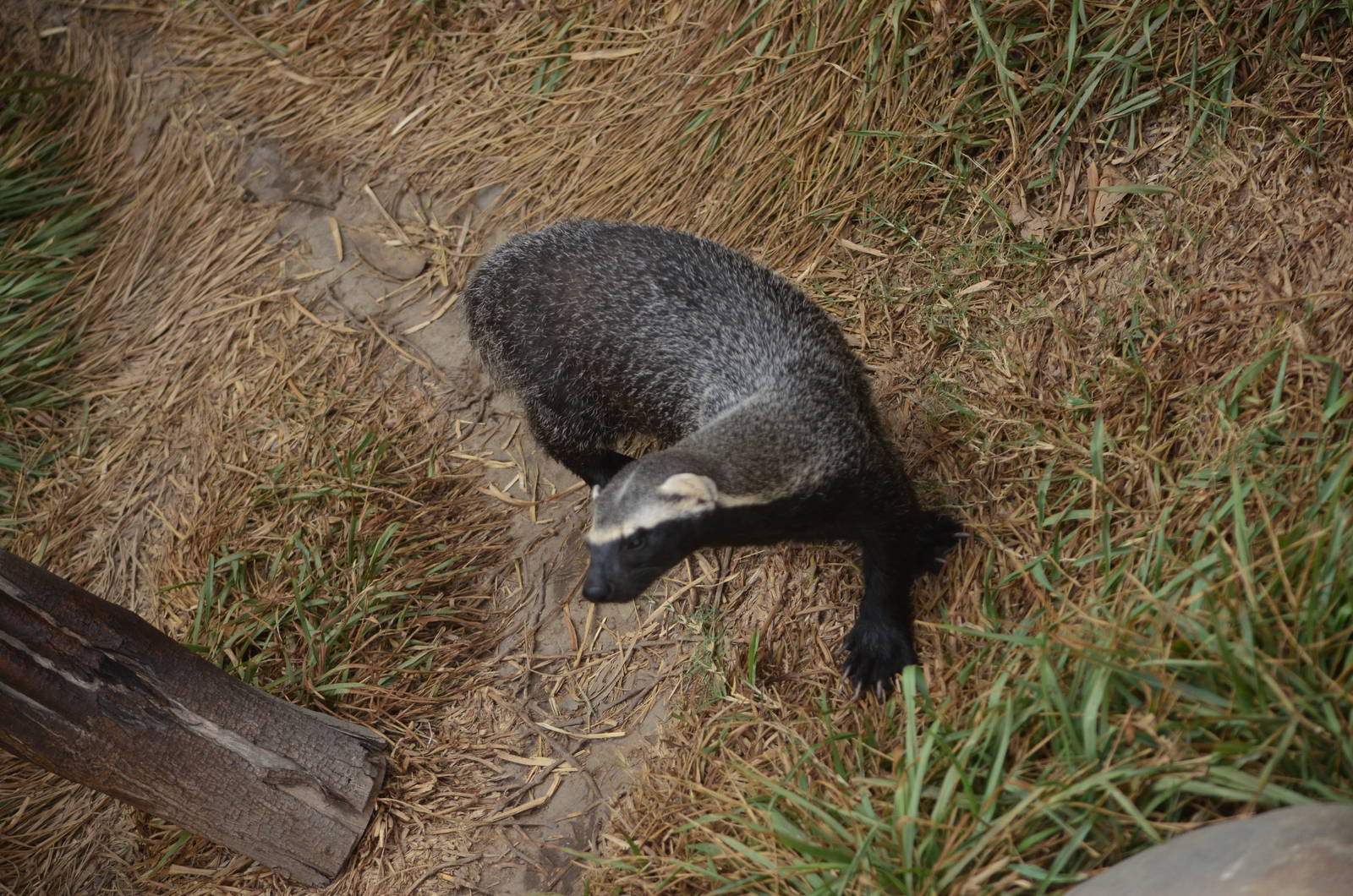 Lesser Grison (Galictis cuja)