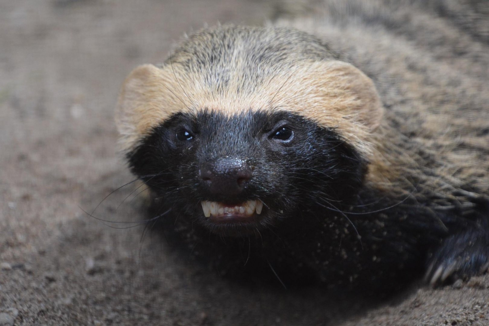 Lesser grison (Galictis cuja)