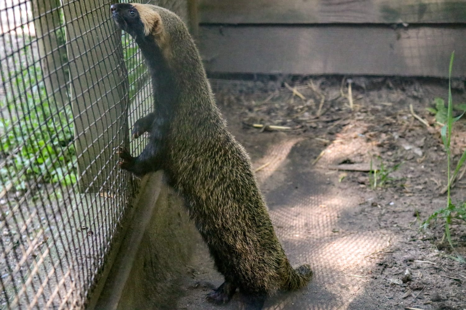 Lesser Grison (Galictis cuja)