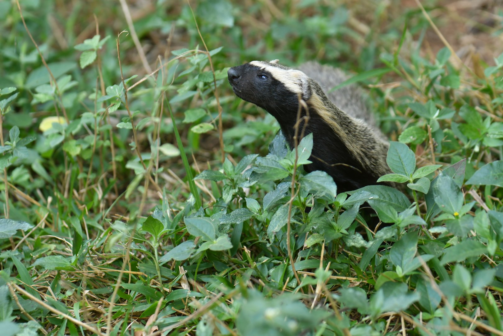 Lesser grison (Galictis cuja)