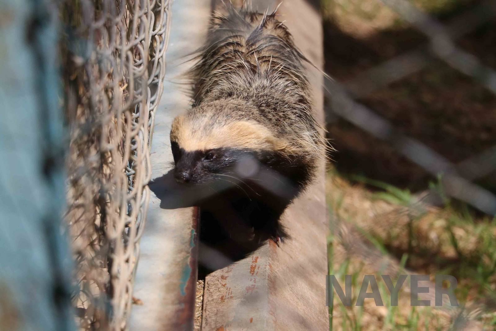 Lesser grison, March 2016