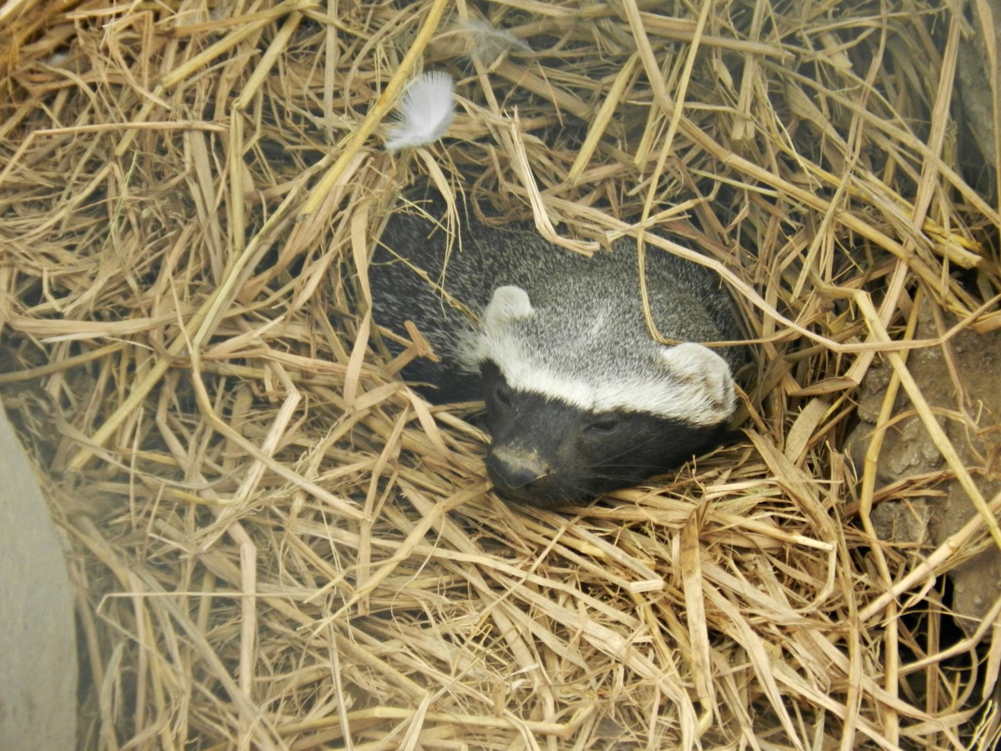 Lesser grison - Parque Zoológico Huachipa