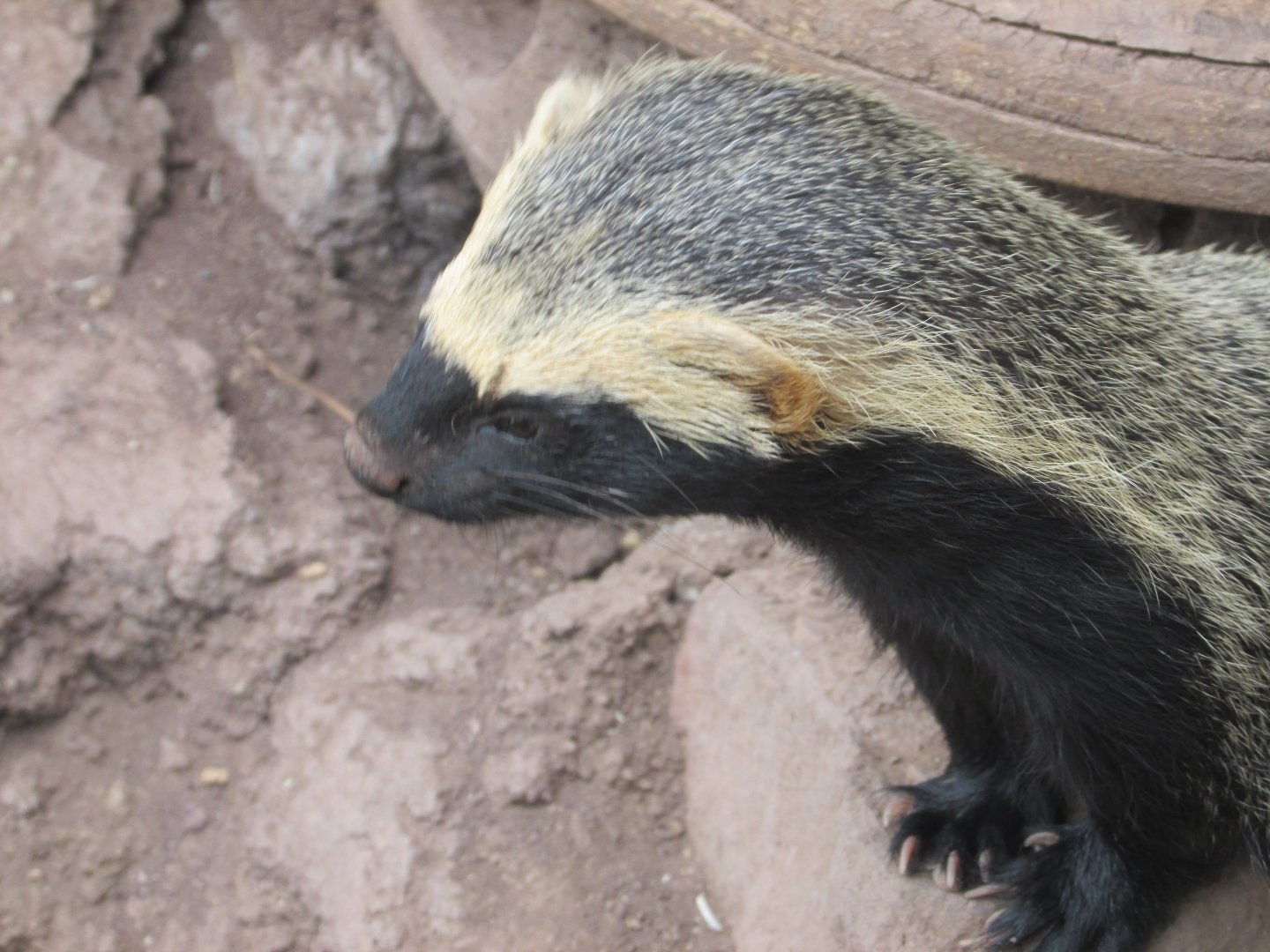 lesser grison santiago zoo