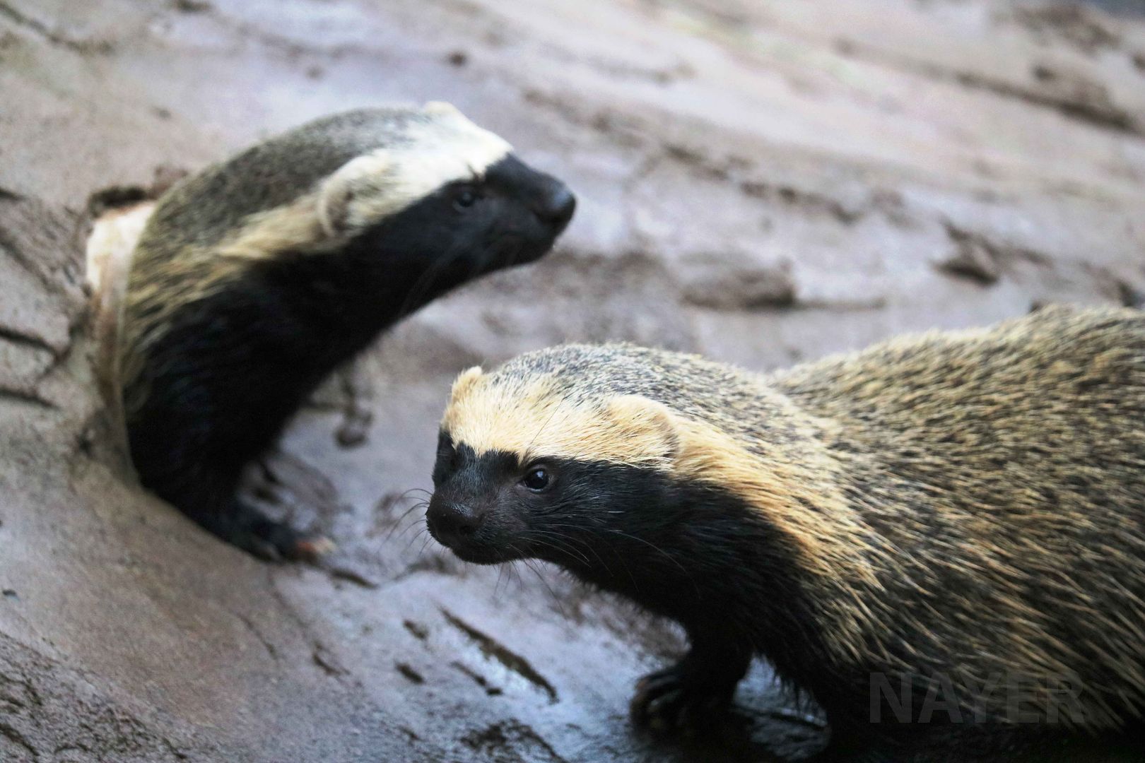 Lesser grisons, May 2016