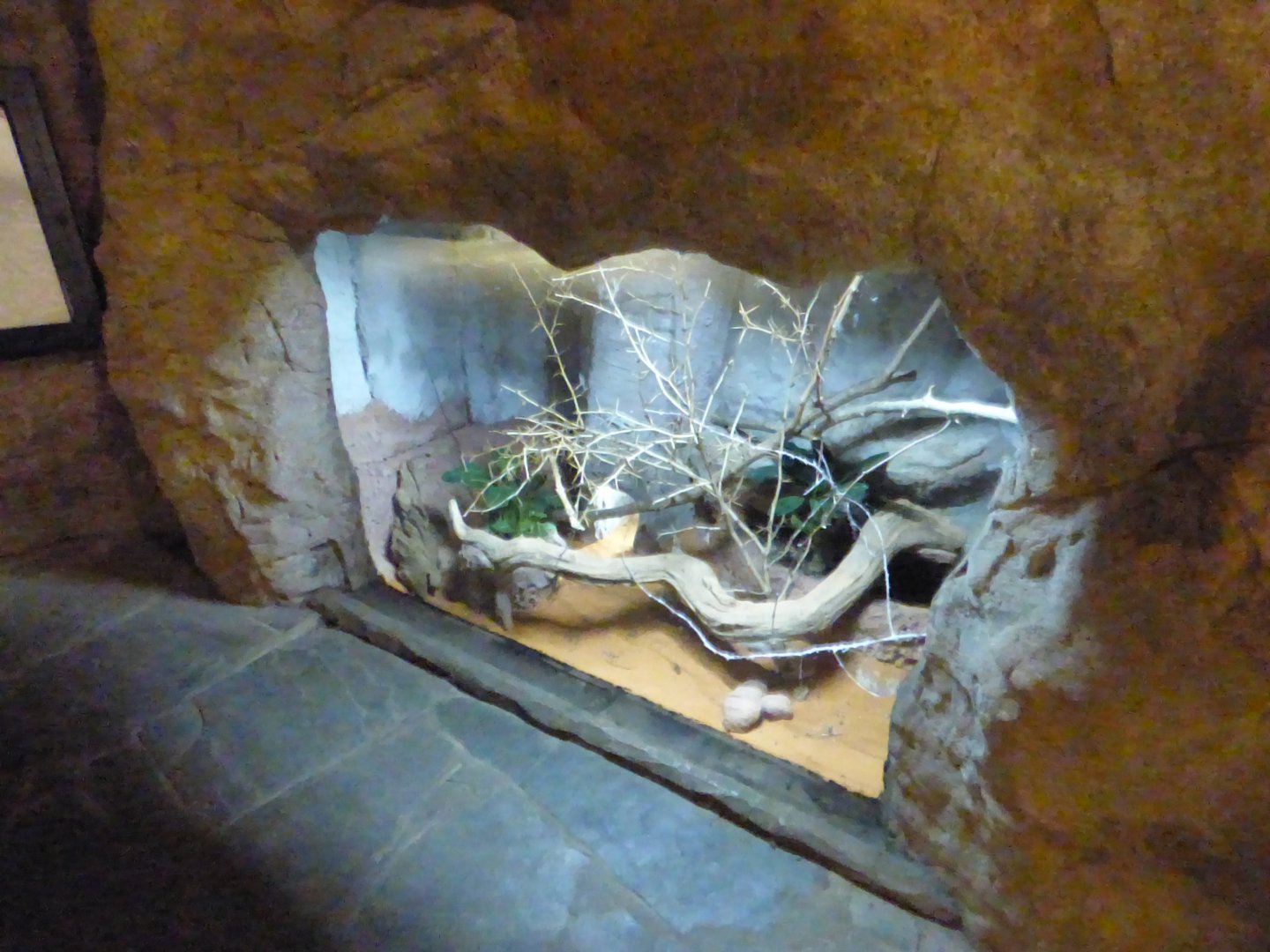 Lesser Hedgehog Tenerec Exhibit in Fruit Bat Forest