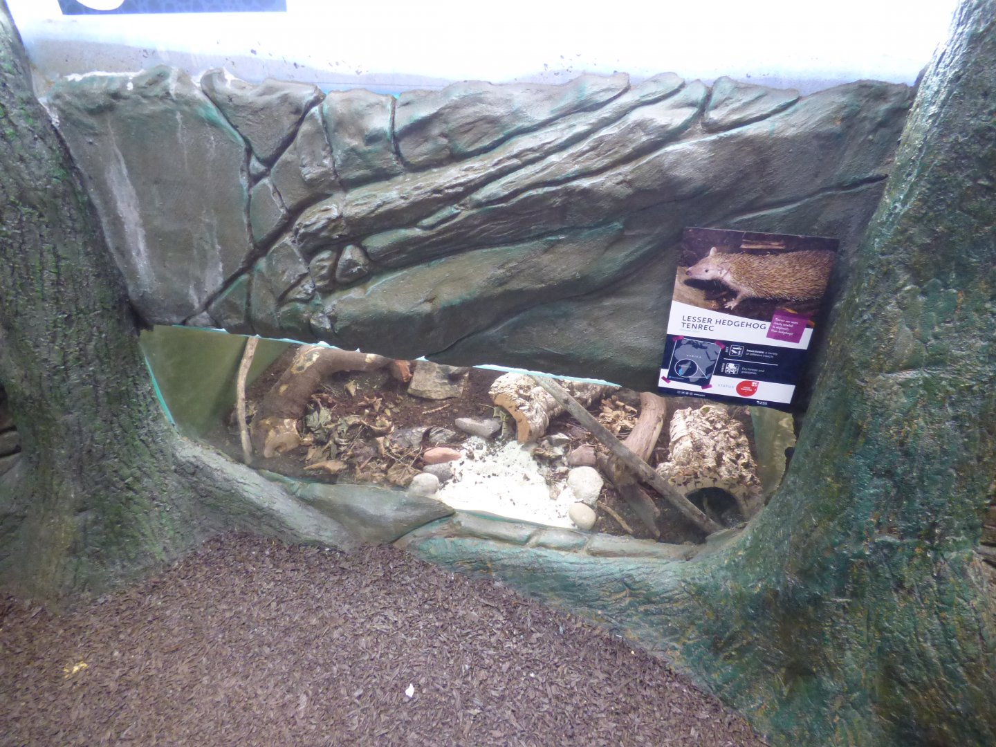 Lesser Hedgehog Tenerec exhibit in 'Wee Beesties'