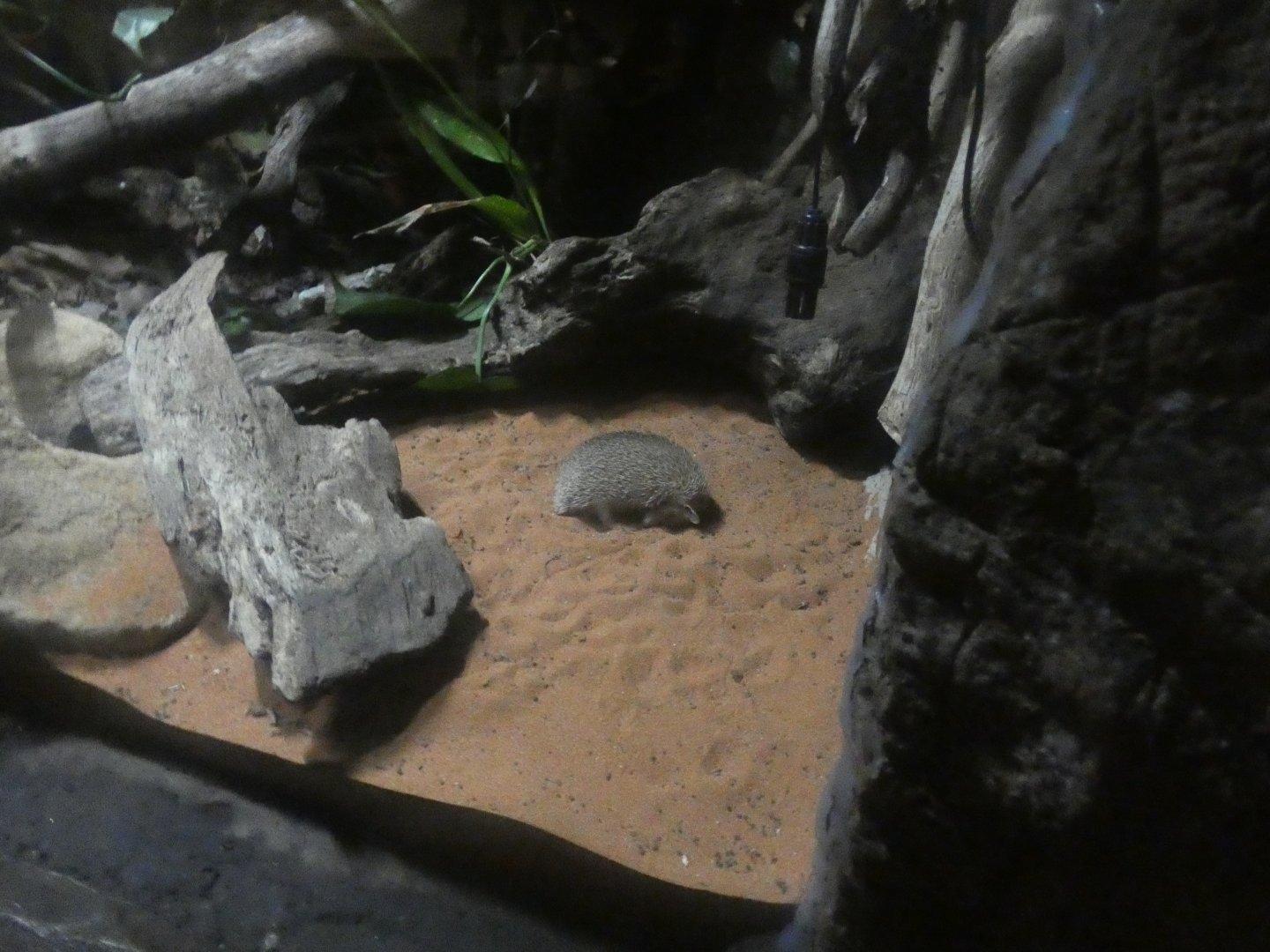 Lesser Hedgehog Tenerec