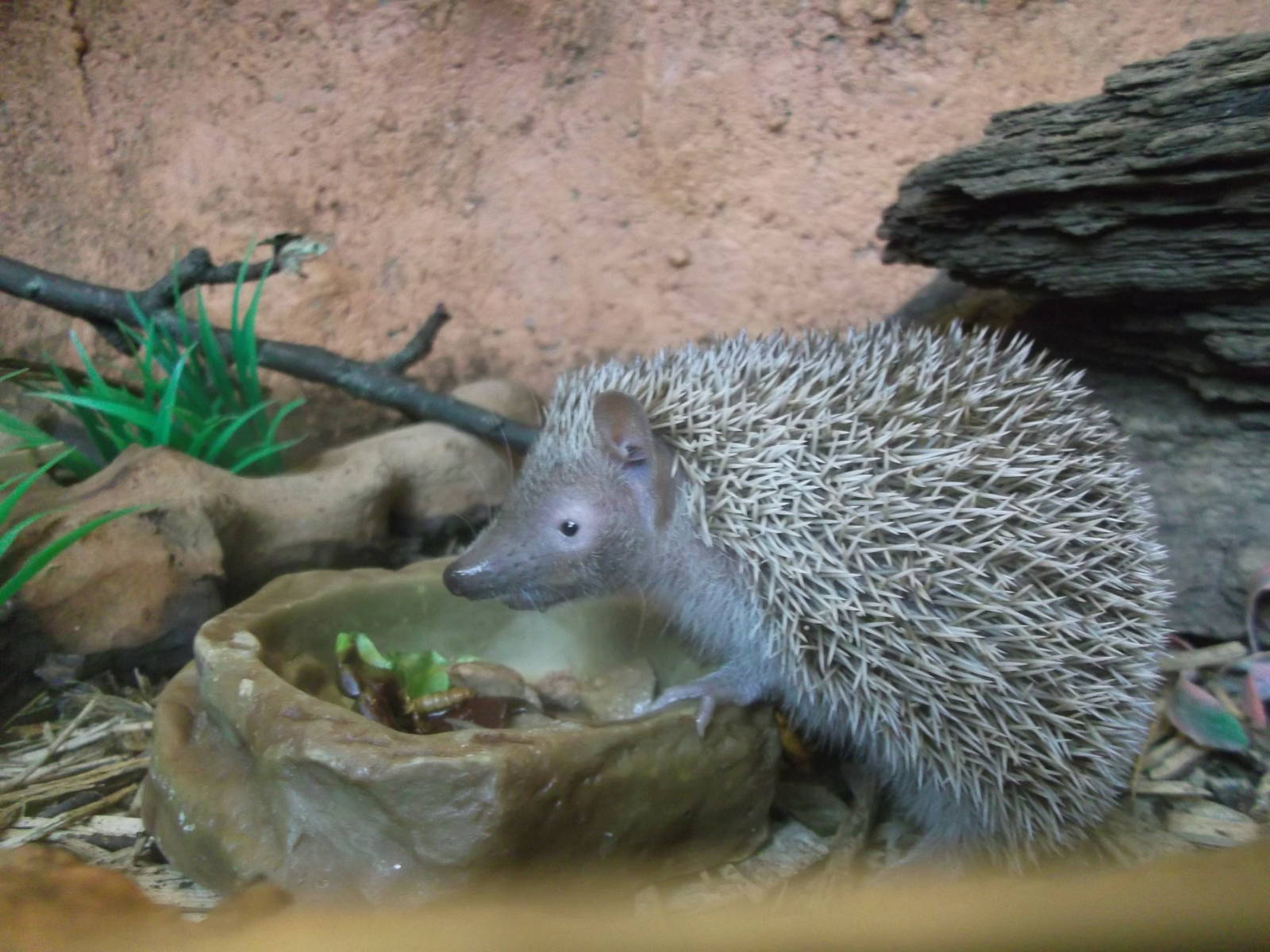 Lesser Hedgehog tenrec 12/4/2014