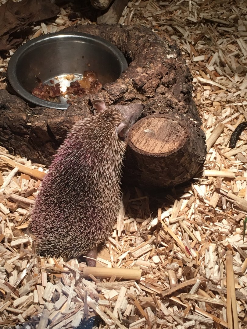 Lesser hedgehog tenrec 290417
