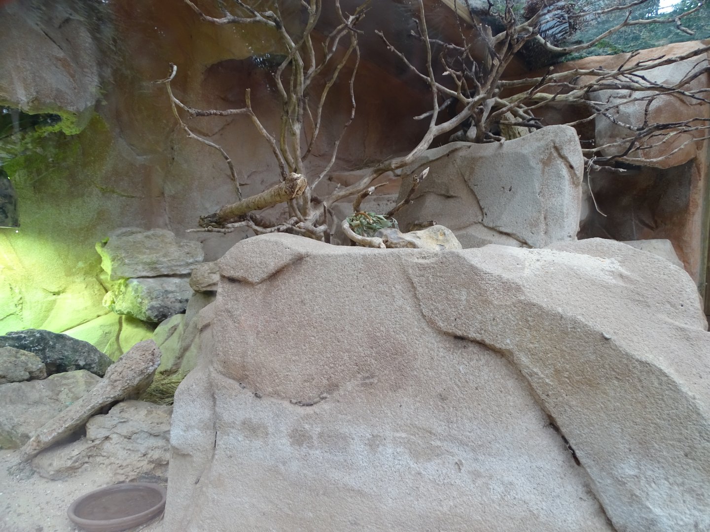 Lesser hedgehog tenrec and pancake tortoise exhibit