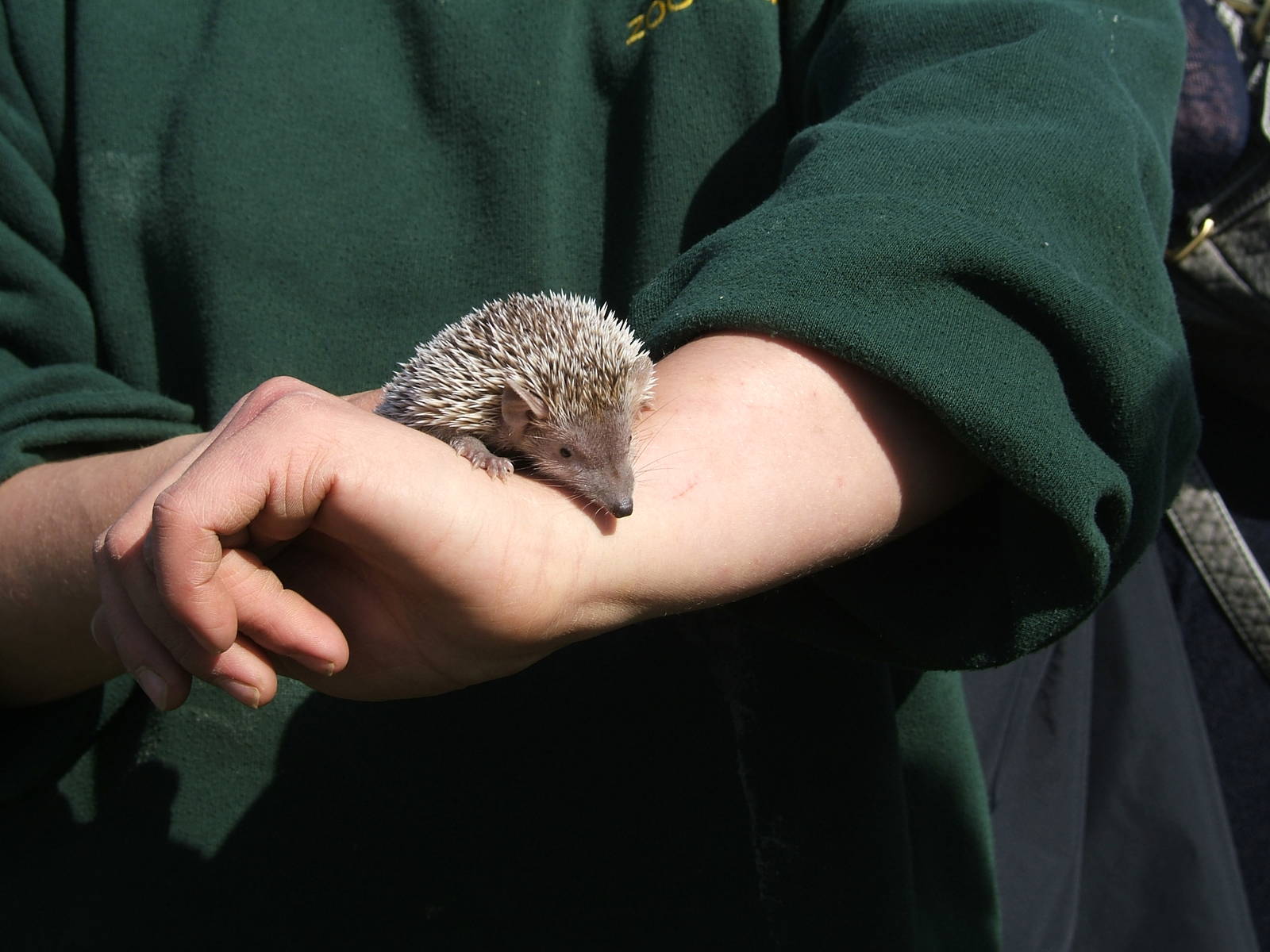 Lesser hedgehog tenrec at Amazon World, 5 April 2010