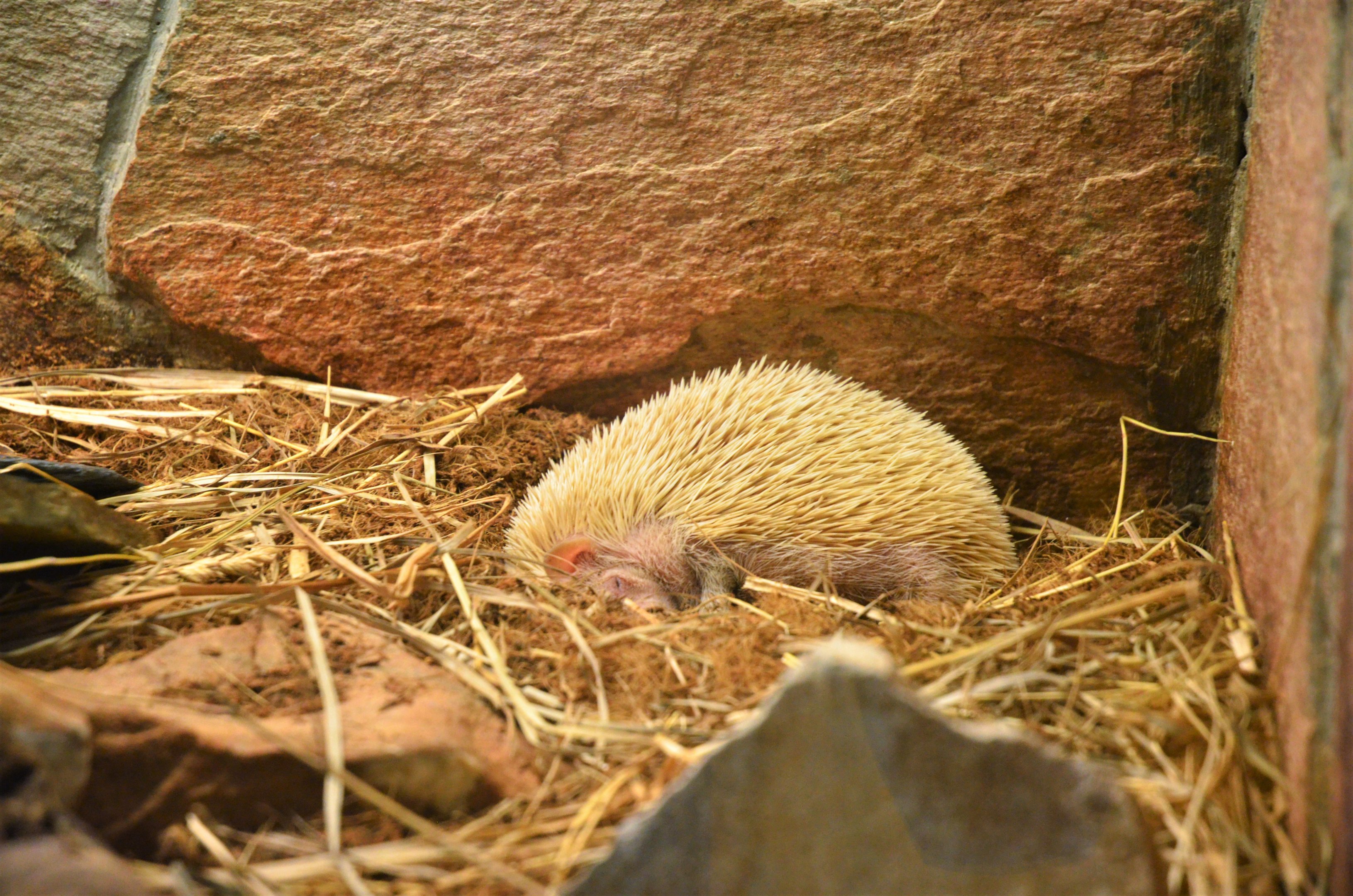 Lesser Hedgehog Tenrec at Ljubljana Zoo, 07/03/18